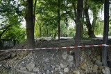 Skandal w Katowicach. Dzierżawca miejskich działek zasypał drzewa. Grozi im obumarcie
