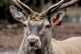 Ekolodzy kontra myśliwi w sprawie martwego jelenia znalezionego w Bieszczadach