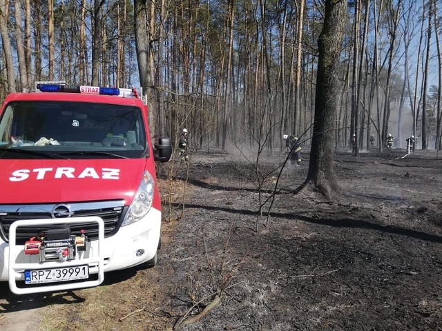 W sobotę straż pożarna w Przeworsku otrzymała zgłoszenie o pożarze lasu w Gorzycach. Wyjechało w sumie siedem zastępów strażaków z Przeworska, Tryńczy, Sieniawy, Gniewczyny Łańcuckiej, Gorzyc i Jagiełły.Zobacz też: Ponad 100 strażaków z 30 jednostek PSP i OSP gasiło pożar lasu w okolicy miejscowości Obojna w powiecie stalowowolskim
