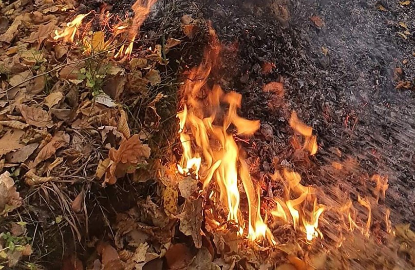Choć jest jesien to w dolinie Popradu trwa wiosenne wypalanie traw. Trudna akcja strażaków w Barcicach