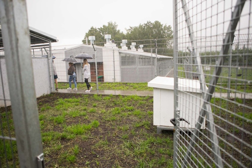 Słupskie schronisko dla zwierząt odmówiło adopcji psa.