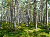 Te dzielnice Poznania są najbardziej zielone. Kto ma największy dostęp do terenów zielonych? Oto ranking!