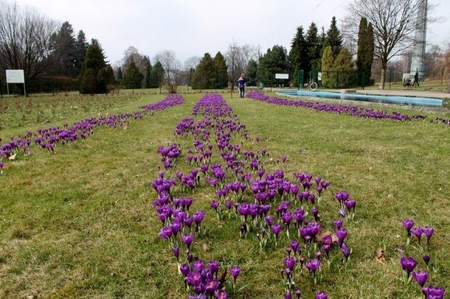 Wiosna w Parku Śląskim! 2 tysiące krokusów w Rosarium ZDJĘCIA
