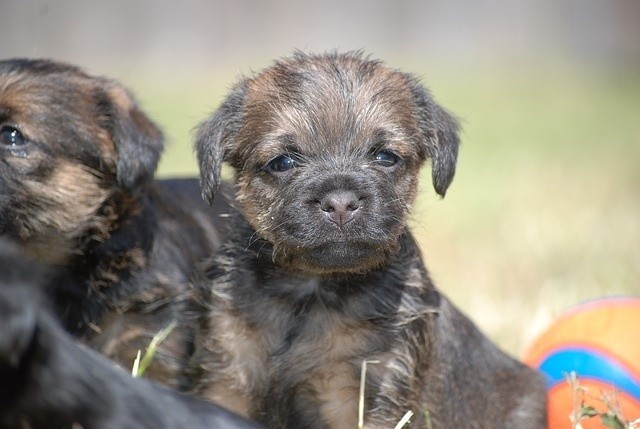 Szczeniak rasy border terrier może kosztować nawet 33 tys....