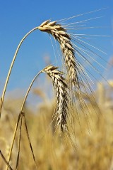 Polsce grozi susza rolnicza. Zła sytuacja także w Wielkopolsce