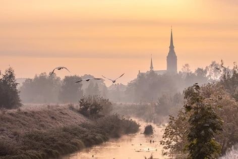 Przelatujące nad Brynicą łabędzie. W tle widoczny kościół  Apostołów Piotra i Pawła w Piekarach Śląskich