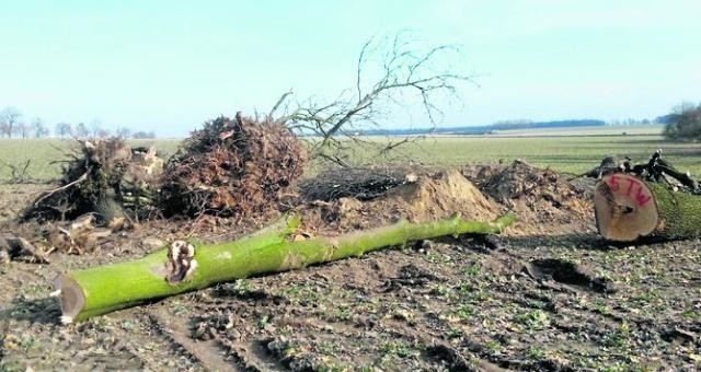 Rolnik zniszczył ruiny średniowiecznego grodziska pod Strzelcami Opolskimi, żeby… powiększyć poleTe drzewa pod Strzelcami Opolskimi poszły pod topór, a zabytkowe grodzisko zostało rozjechane przez ciężki sprzet