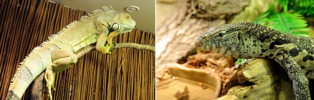 Na wystawie egzotycznych zwierząt w Szczecinie można oglądać m.in. kameleony i warany.