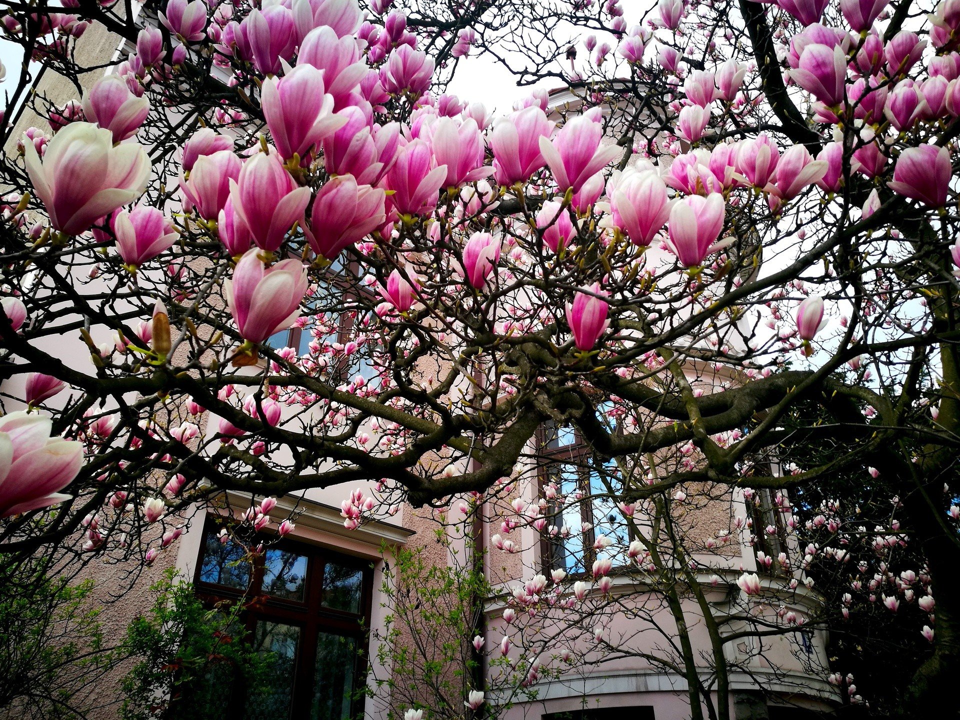 Cieszyn: czy już kwitną magnolie? Cieszyńskie magnolie są najsłynniejsze w  Polsce. Wybierz się na szlak magnolii w 2021 roku | Dziennik Zachodni