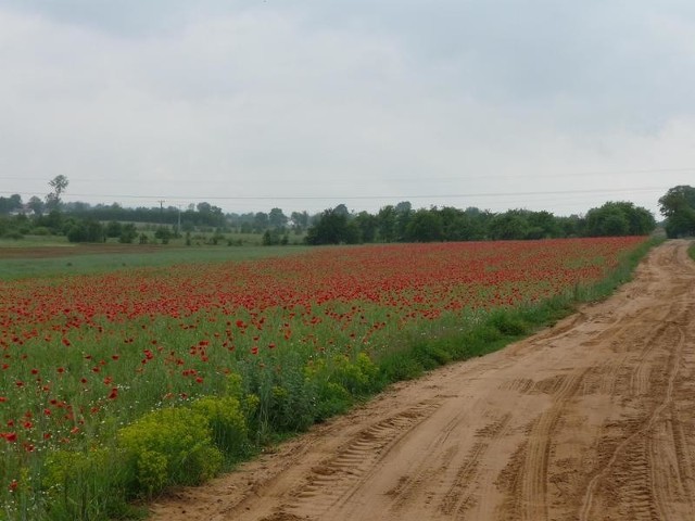 Nielgalną uprawę maku odkryto w Zdziechowie w gminie Szydłowiec.