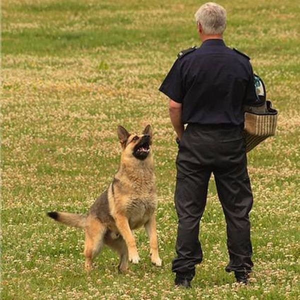 Pies tak mądrze patrzy na policjanta.
