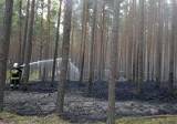 Złapali podpalacza lasu w Błędowie. Przyglądał się, jak strażacy gaszą pożar