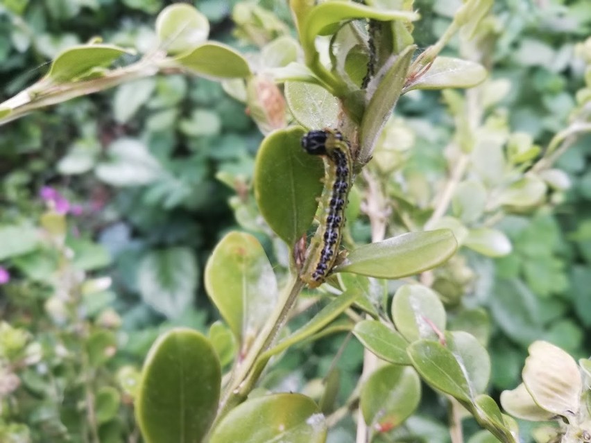 To będzie ładny, nocny motyl.