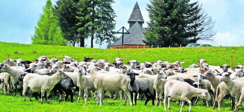 Mieszanie owiec na Stecówce i początek wypasu w Beskidach...