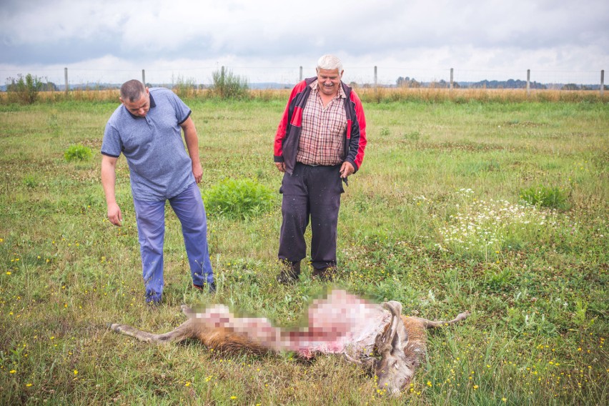 Wilki atakują. W pobliżu Słupska zagryzły jelenia [zdjęcia]