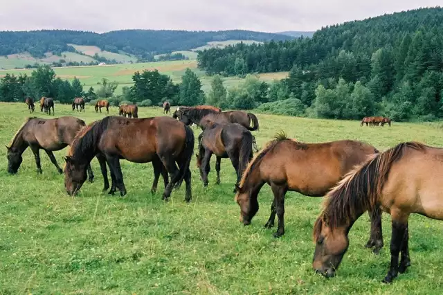 Konie huculskie w Bieszczadach