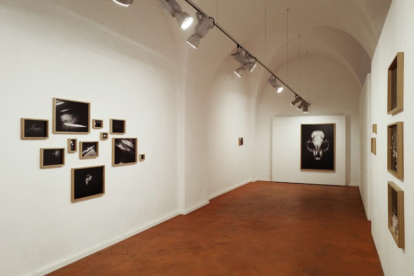 Wystawa Michała Korty w Galerii Piekary w Poznaniu,2017