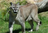 Puma zaatakowała dwóch braci na kalifornijskim odludziu. Jeden z nich przypłacił życiem to spotkanie 