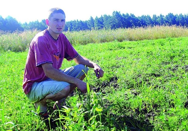 Na 23-arowej uprawie nie pozostał ani jeden ziemniak. Koło łowieckie nie chciało oszacować i zrekompensować strat.