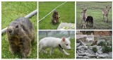 Zakopane. Pod Tatrami ruszy zoo ze... świstakami [GALERIA ZDJĘĆ]