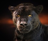 Chciała zrobić sobie seflie z jaguarem. Dziki kot ją zaatakował. Wypadek w zoo w Phoenix, USA [drastyczne wideo, 18+]