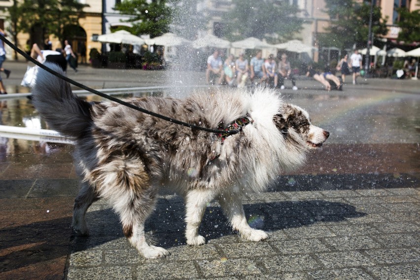 Pogoda w Krakowie. Będzie upalnie i burzowo