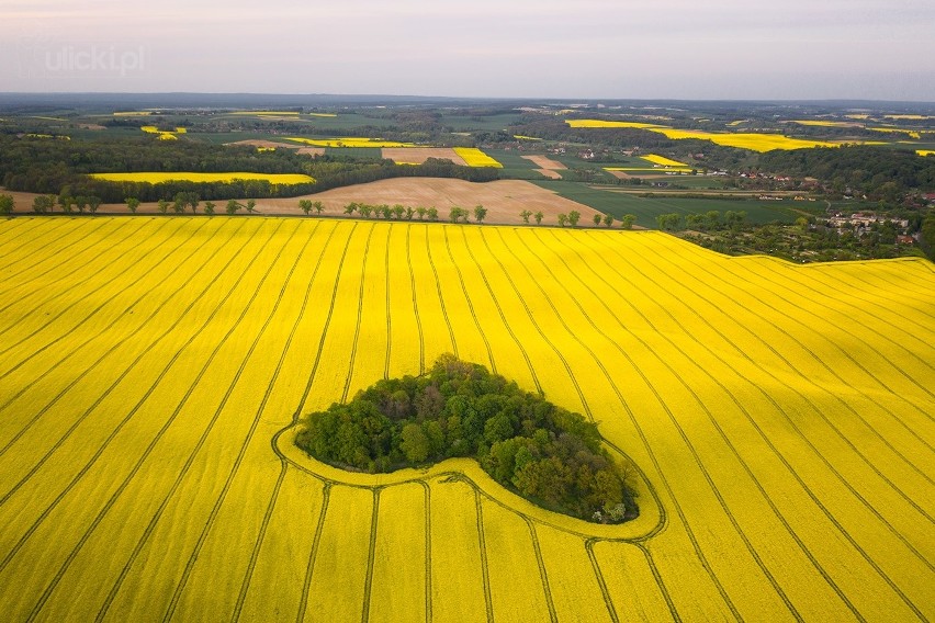 "Zagajnik miłości". Fenomenalne zdjęcie krakowskiego fotografa