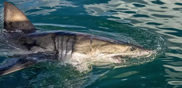 Rekin odgryzł kobiecie fragment ciała ważący kilka kilogramów