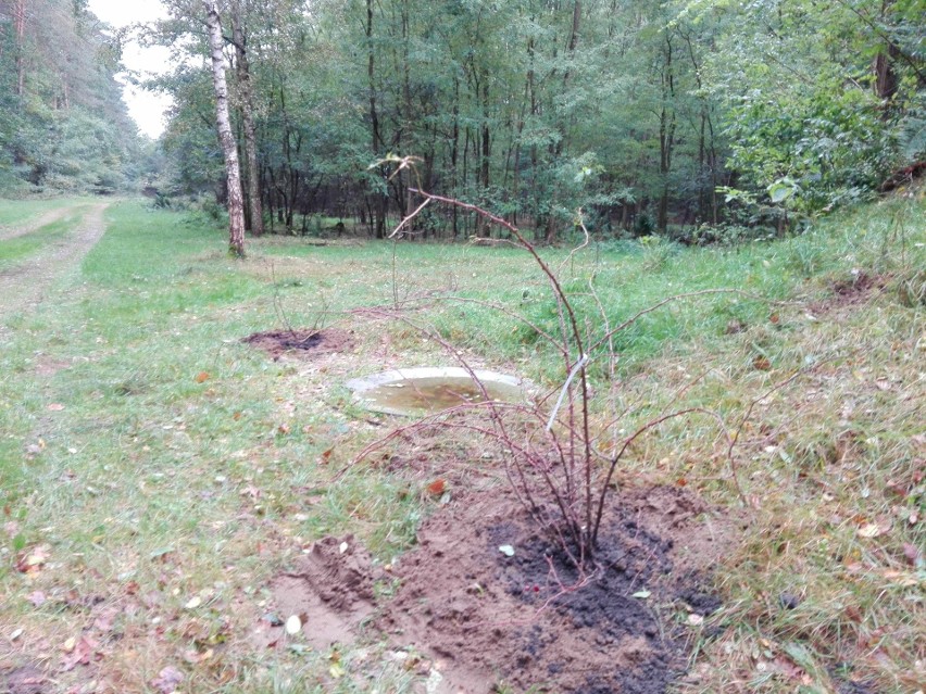 1500 roślin na byłej strzelnicy w Kijewie