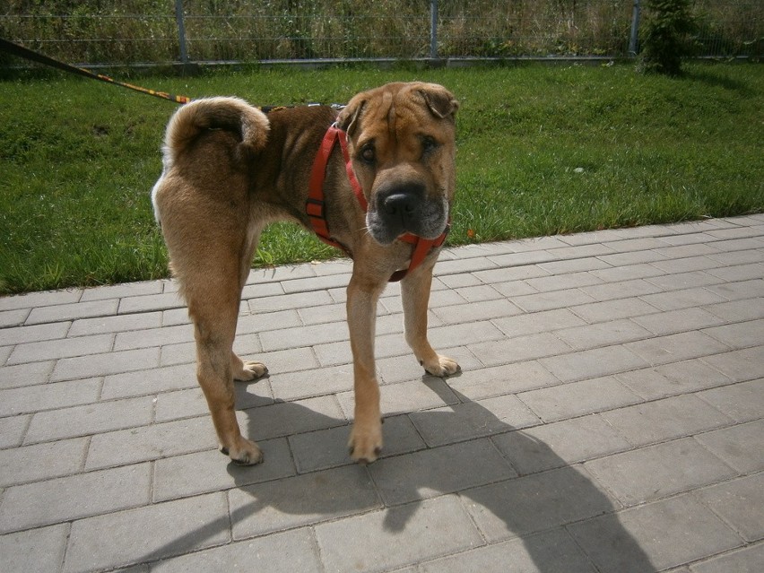 Pod koniec lipca do schroniska trafiła suczka rasy shar-pei...