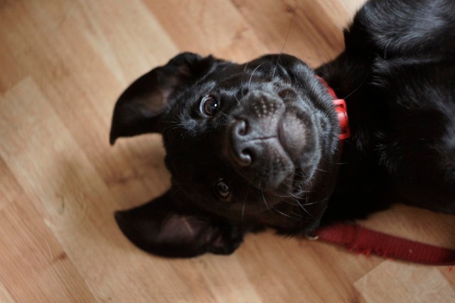 Głoska jest psem z Fundacji na rzecz Osób Niewidomych Labrador-Pies Przewodnik.Zobacz zdjęcia --->