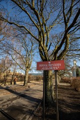 Jak sprawić, by drzewo zostało uznane za pomnik przyrody? Radzą przyrodnicy ze Stowarzyszenia Modrzew w Bydgoszczy