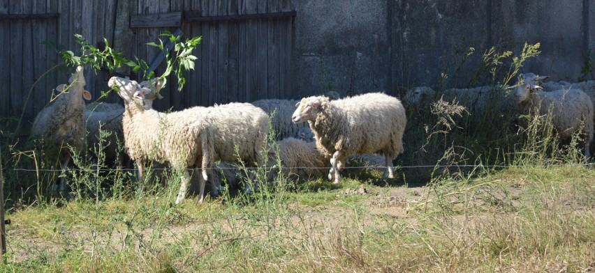 Ochronę muraw kserotermicznych zapewniaja m. in. owce rasy...