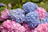 Hortensje będą obsypane kwiatami - trik na obfite kwitnienie. Podlej tym hortensje raz na tydzień! [19.05.24]