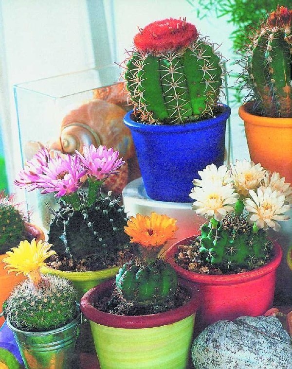 Dla prawdziwego hodowcy kaktusów tylko  kwitnące okazy są powodem do dumy.