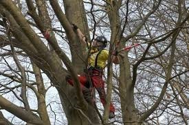 Zaświadczenie dotyczące umiejętności wspinania się po drzewach Zgodnie z tym przepisem unijnym należy posiadać stosowne zaświadczenie, które pozwoli na wspinaczkę po drzewach. Otrzymanie zezwolenia musi być poprzedzone odpowiednimi ćwiczeniami. 