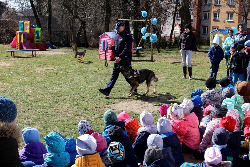 Policyjny owczarek Niko odwiedził sokólskich przedszkolaków (zdjęcia)
