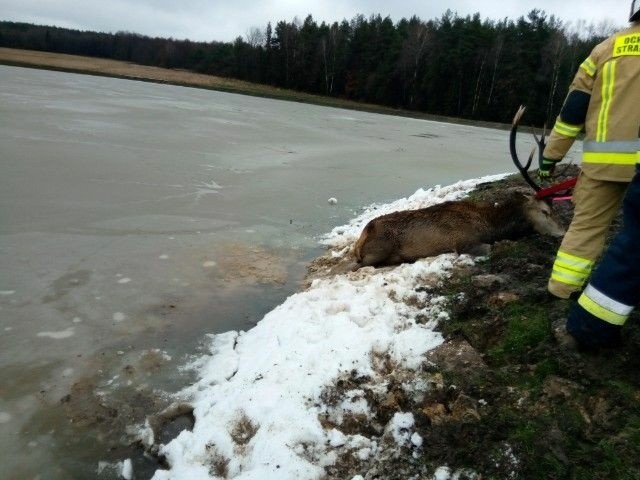 W gminie Mniów w powiecie kieleckim do zamarzniętego stawu wpadł jeleń. Pomogli strażacy.