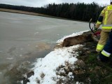 W Podchybach strażacy ratowali jelenia pod którym załamał się lód na stawie