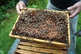 Zagrożone pszczoły w Małopolsce, sanepid nakazuje spalenie pasiek