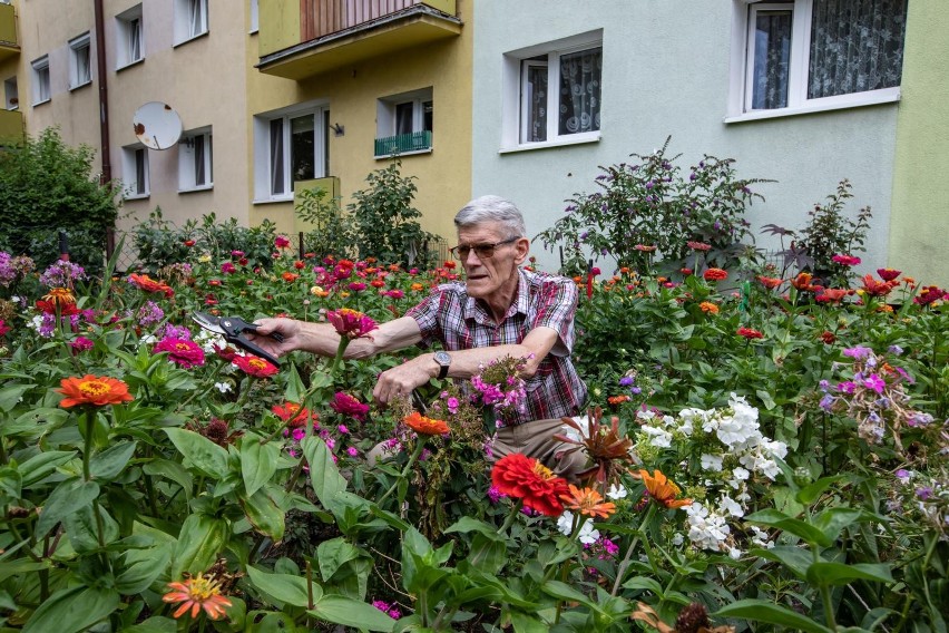 W ogrodzie pana Ryszarda zdecydowanie dominują kolorowe...