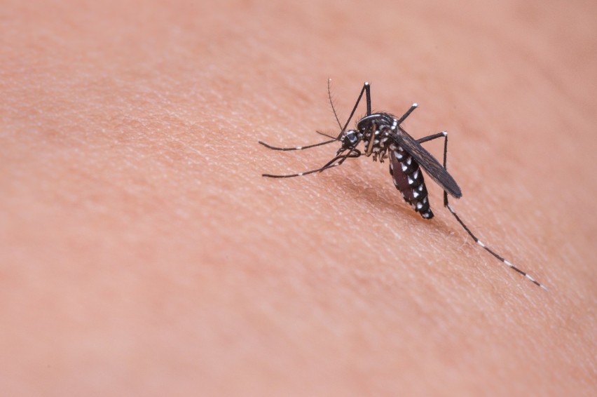 Komary uprzykrzają życie mieszkańcom Opola