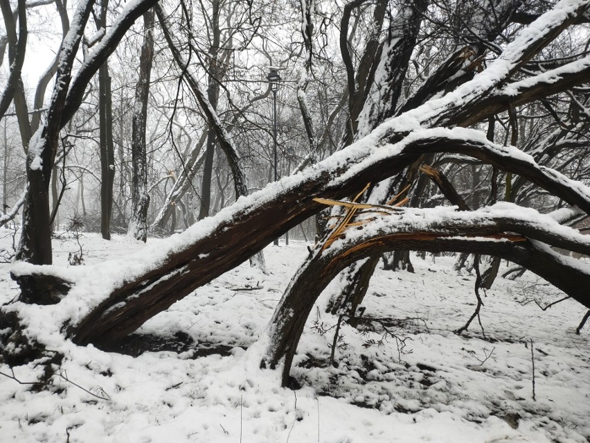 Kraków. Ciężki śnieg sieje spustoszenie wśród drzew w parkach