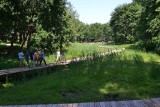 Park podworski w Wojanowie wart odwiedzenia - stare drzewa, pomost wśród szuwarów