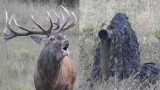 Rykowisko jeleni to wyzwanie! Czasem fotograf musi wyglądać, jak zjawa. Ale warto, bo efekty są fenomenalne. Zobaczcie sami