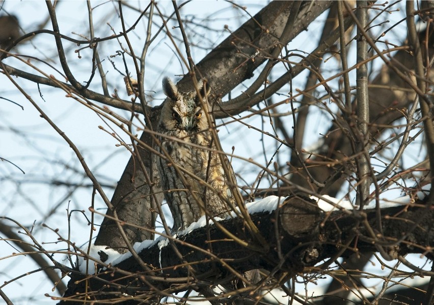 Na Bolko i w Parku Nadodrzańskim żyją wyłącznie sowy nocne:...