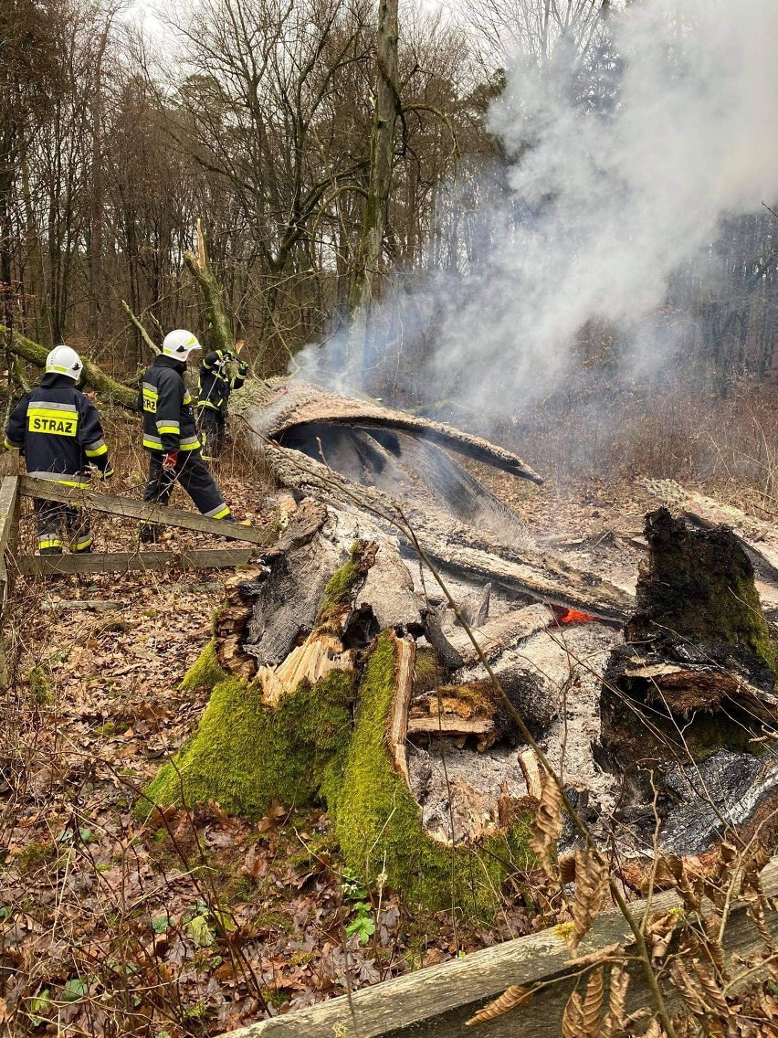 Spłonął 500-letni Dąb Rzeczypospolitej. 10 tysięcy złotych nagrody za wskazanie sprawcy podpalenia [zdjęcia]