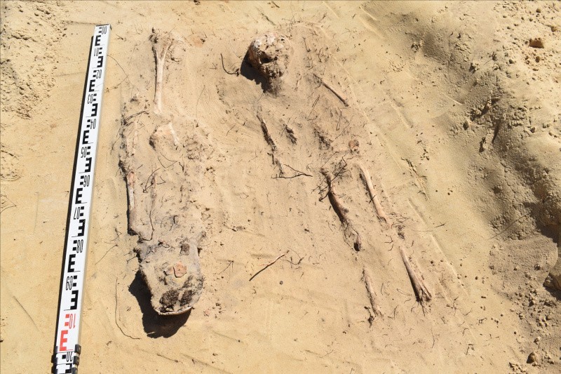 115 grobów szkieletowych odkryto podczas prac...