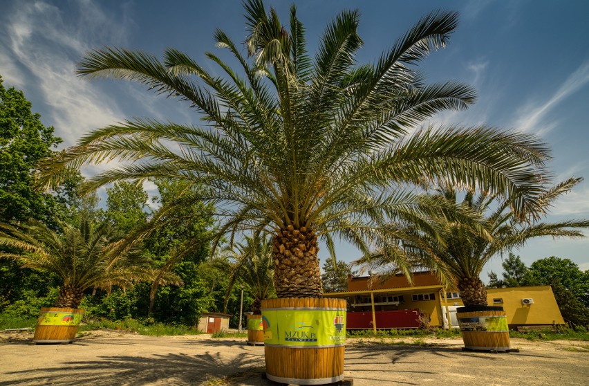 Palmy na terenie oczyszczalni ścieków w Panewnikach