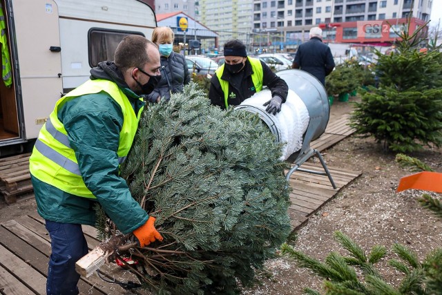 Ceny choinek. Ile kosztuje w tym roku choinka? Ceny żywych i sztucznych choinek. Na jakie świąteczne drzewko decydują się Polacy?